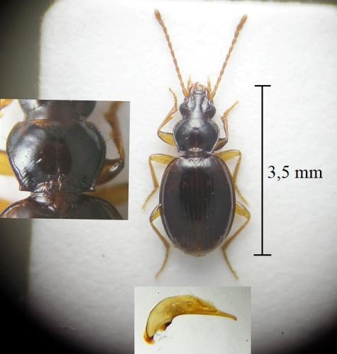 Réf. 300 794 : Trechus latebricola